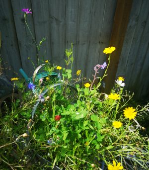 a selection of wild flowers